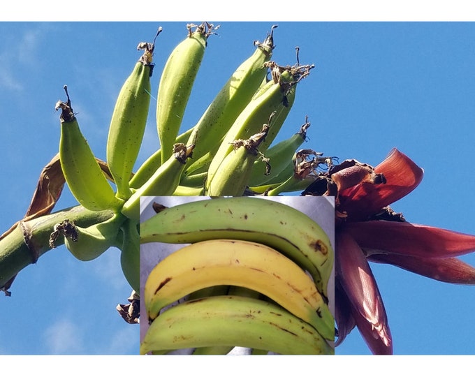 2 Live Bareroot Plantain Plants Corms Rhizomes Musa Paradisiaca Puerto