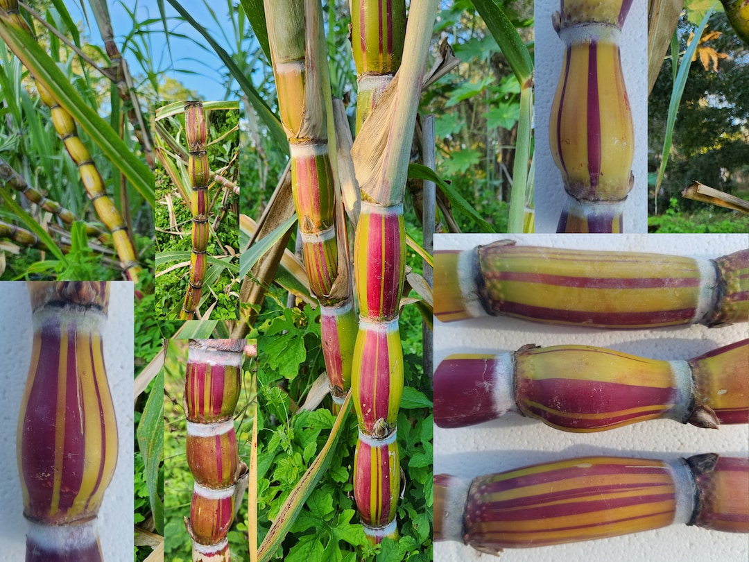 2 Multi Color Sugarcane Cuttings Hawaiian Hilo Buddha RARE Most Unique Feature Rounded