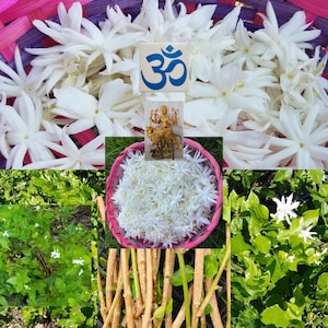 5 Jasmine CUTTINGs Belle of India Mogra Jasminum Sambac Mallika rose-like Creamy White Aromatic Flowers