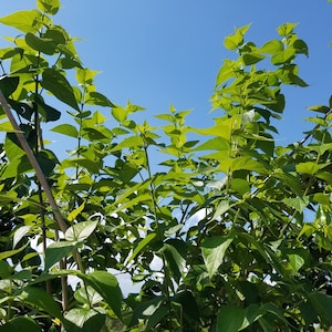 75 FRESH Parijata LEAVES Harshiangar Shiuli Parijat Nyctanthes Arbor Tristis Parijat AyurVeda Traditional Herb