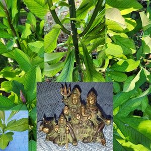 Rudraksha Plant Elaeocarpus Ganitrus Ganitri Tear of Lord Shiva Tree Om Namah Shivaya