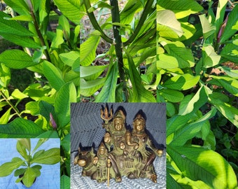 Rudraksha Plant Elaeocarpus Ganitrus Ganitri Tear of Lord Shiva Tree Om Namah Shivaya