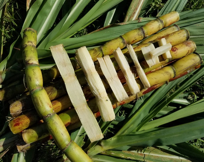 10 Lbs FRESH CUT Sugarcane Sugar Cane Edible Saccharum Iksu Gana Enjoy Nature's Bounty Treats