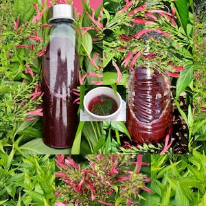 1 Lb Justicia Cuttings aka Mexican Honeysuckle Muitle MUICLE Ornamental Hummingbird Bush and Traditional Herbal Plant