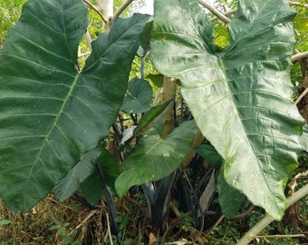 2 Dasheen Plants Colocasia Esculenta aka Arbi Taro Purple Alvati Blackish Dark Stem Elephant Ear Exotic Edible Ornamental