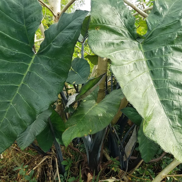 2 Dasheen Plants Colocasia Esculenta aka Arbi Taro Purple Alvati Blackish Dark Stem Elephant Ear Exotic Edible Ornamental