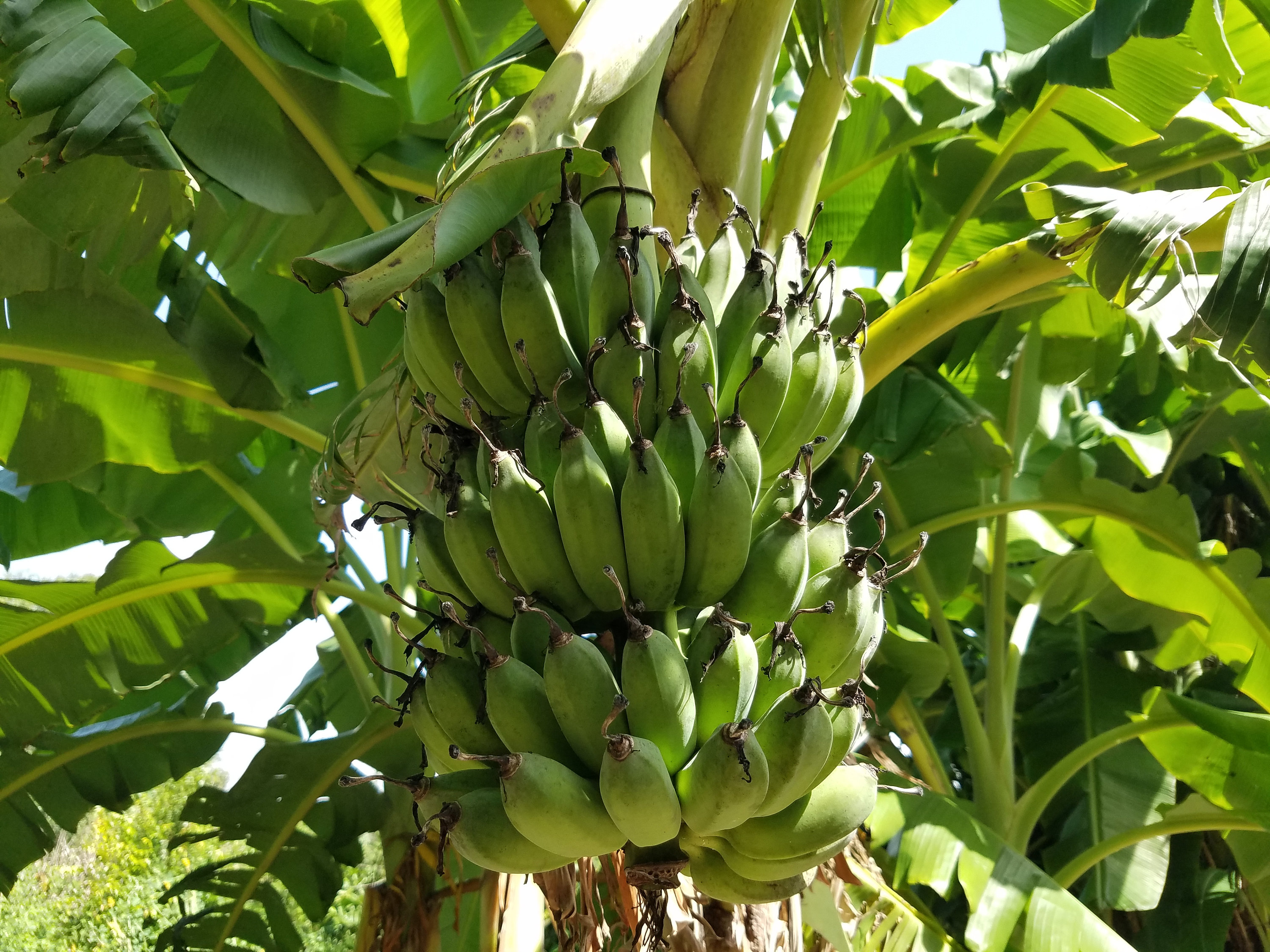 Extinct Types Of Bananas lupon.gov.ph