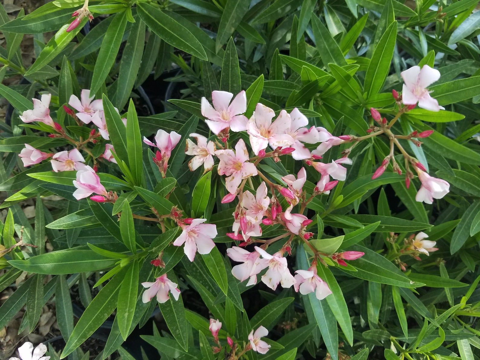 Nerium Oleander Petite Pink Live Plant Aka Kaner Flowering Etsy México