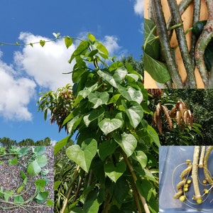 5 Giloy CUTTINGs Guduchi Tinospora Cordifolia AyurVeda Topmost Traditional medicinal herbal vine image 1