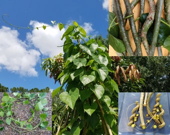 5 Giloy CUTTINGs Guduchi Tinospora Cordifolia AyurVeda Topmost Traditional medicinal herbal vine