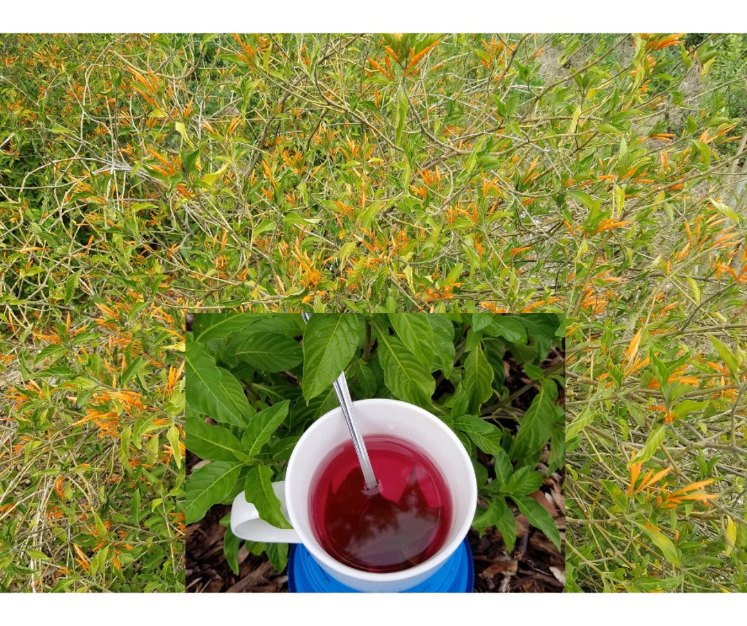 Justicia Spicigera Live Herbal Plant Aka Muitle Muicle Produce Bright