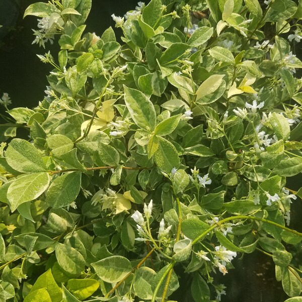 Confederate Jasmine Etsy