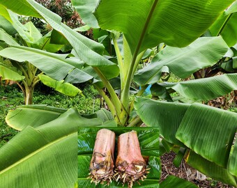 2 Live DWARF NamWa Plants Corms BareRoot NamWah Musa Pisang Awak Ramba Kadali Banana Sacred Fruit Grows 5 to 10 ft tall Edible Ornamental