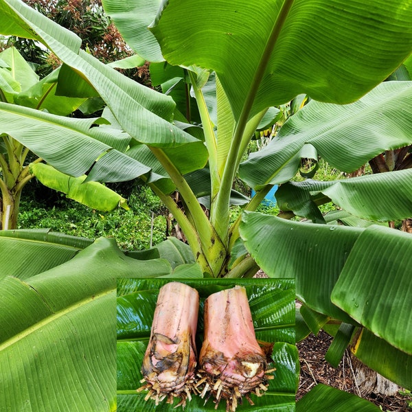 2 Live DWARF NamWa Plants Corms BareRoot NamWah Musa Pisang Awak Ramba Kadali Banana Sacred Fruit Grows 5 to 10 ft tall Edible Ornamental