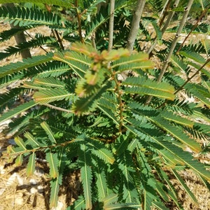 AMLA Live Plant aka Emblica Officinalis Indian Gooseberry Phyllanthus Amalaki grown from tears of Lord Vishnu when earth was flooded