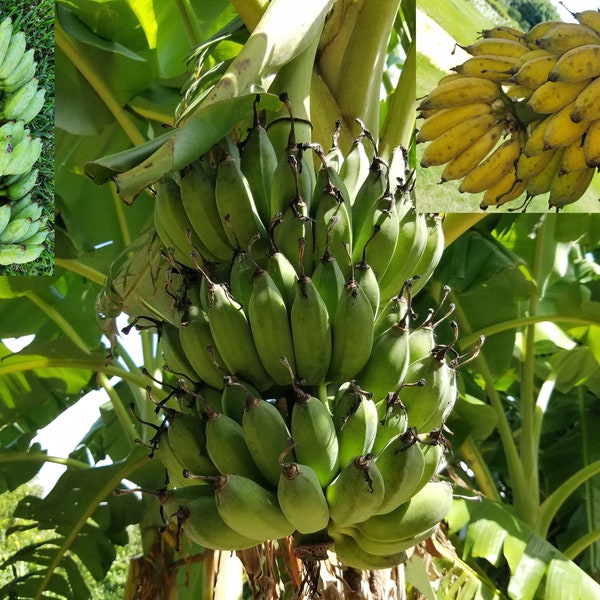 2 Live BareRoot NamWa Plants Corms Musa Acuminata Pisang Awak related to Ice Cream Blue Java Banana Sacred fruit dense sweet creamy texture