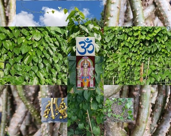 5 Giloy CUTTINGs Guduchi Tinospora Cordifolia Giloye Amrita AyurVeda Topmost Traditional herbal SuperFood vine heart-shaped leaves