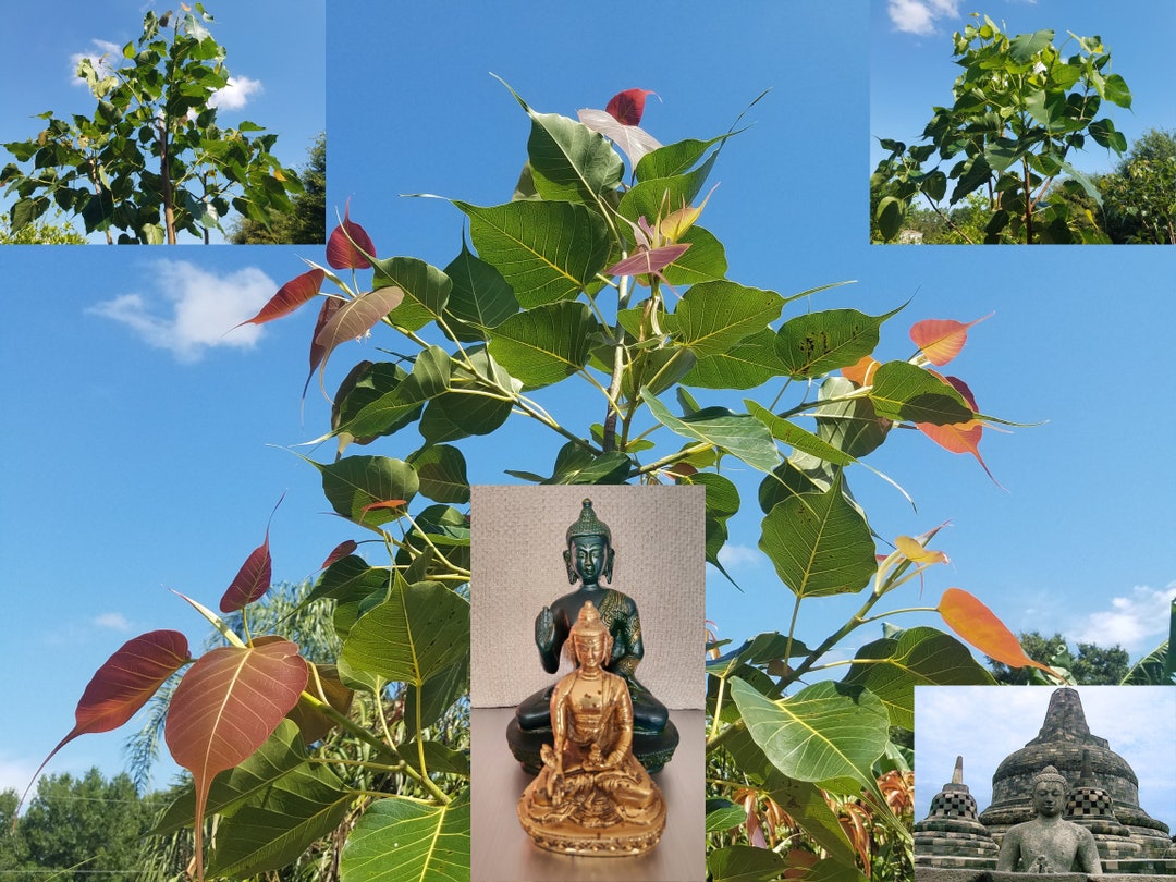 PEEPAL Live Plant Aka Ashvattha Ficus Religiosa Bodhi Pippala Asvattha Sacred Peepul Vishnu Holy