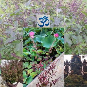101 Krishna Tulsi SEEDs Purple Holy Basil Ocimum Sanctum Tenuiflorum Tulasi Devi AyurVeda Ornamental Edible USA Veteran Vaishnava Seller