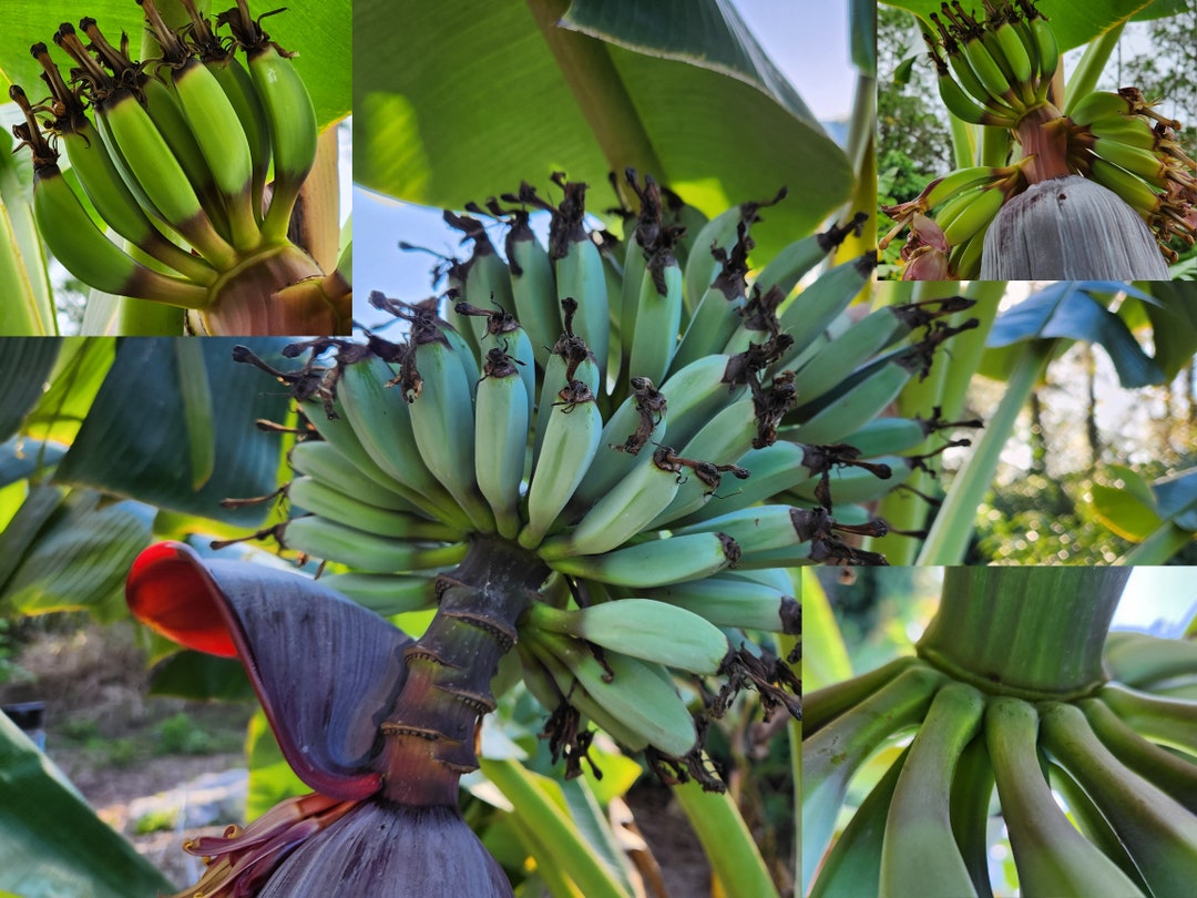 2 LIVE Blue Java Plants Corms Bareroot Ice Banana Hybrid Musa Acuminata ...