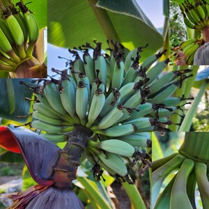 2 LIVE Blue Java Plants Corms Bareroot Ice Banana Hybrid Musa Acuminata ...