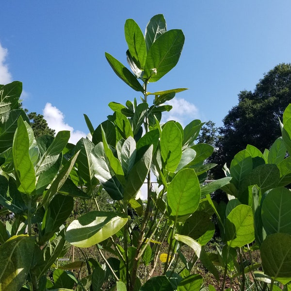 5 CUTTINGs Giant Milkweed Calotropis Gigantea Madar Mudar Arka Aak Shiva White Crown Flower