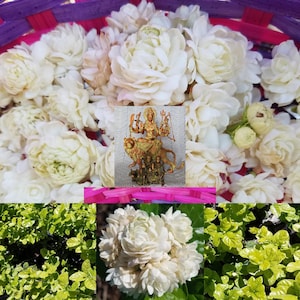 7 Cuttings Jasmine Grand Duke of Tuscany Mogra Jasminum Sambac Mallika Creamy White Rose-like Aromatic Flowers