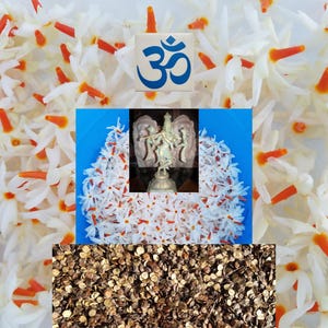 18 Parijata Seeds Harshiangar Nyctanthes Arbor Tristis Lord Krishna Jasmine Flower Kalpataru AyurVeda Herb USA Veteran Vaishnava Seller