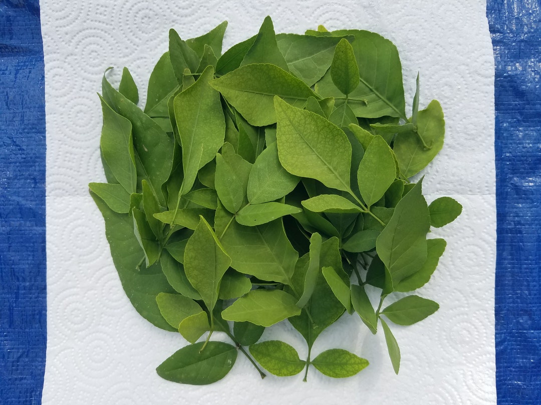 33 Bilva Patra LEAVES Aegle Marmelos Bael Bel Patra Bhagavan Shiva