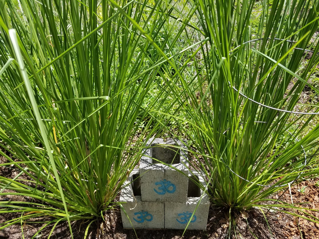 Kusha grass online