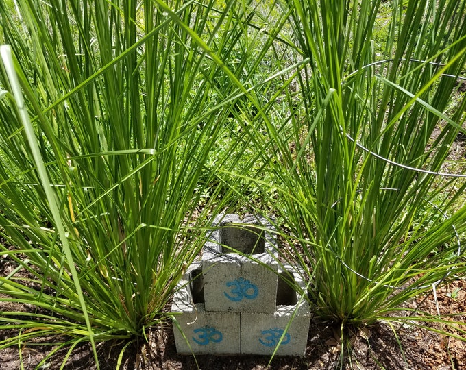 KUSA Sacred Kusha Live Plant Desmostachya Bipinnata Sacrificial Grass