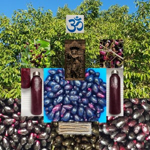 5 Jamun CUTTINGs Syzygium Cumini Jambolana Malabar Java Plum Jambul AyurVeda SuperFood Mahaphala Lord Krishna Sacred Favorite Fruit Tree