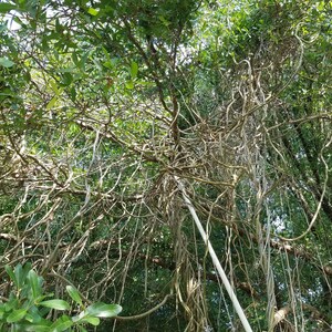 5 Giloy CUTTINGs Guduchi Tinospora Cordifolia AyurVeda Topmost Traditional medicinal herbal vine image 6