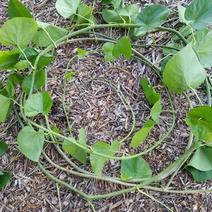 5 Giloy CUTTINGs Guduchi Tinospora Cordifolia AyurVeda Topmost Traditional medicinal herbal vine image 5