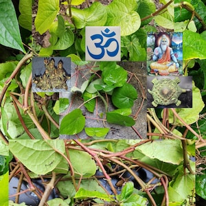 3 Paan Vine CUTTINGs Red Stem Tambula Betel Piper Pan Leaf Sri Devi Devata Favorite AyurVeda Spiritual SuperFood USA Vaishnava Seller