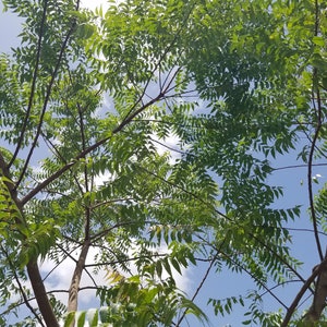 4 Fresh 2 ft NEEM Branches Azadirachta Indica Nimtree Dhanujhada Limbda Indian Lilac  ~ AyurVeda traditional medicine & health benefits