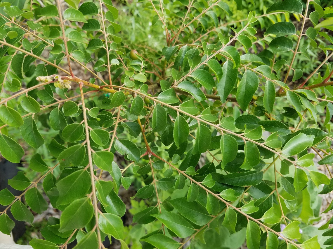 CURRY Leaf Starter Plant Murraya Koenigii Sweet Neem Curry Etsy
