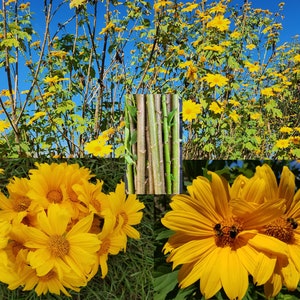 12 Cuttings Mexican SunFlower aka Tithonia Diversifolia pleasant fragrance highly Attractive Bright Yellow Flowers Ornamental Multi Use