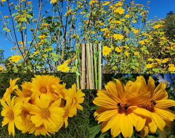 12 Cuttings Mexican SunFlower aka Tithonia Diversifolia pleasant fragrance highly Attractive Bright Yellow Flowers Ornamental Multi Use