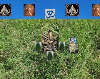 DOOB Sacred DHOOB Live BareRoot Plant Religious Ritual Durva Grass Lord Ganesha Favorite Herb AyurVeda USA Veteran Vaishnava Seller