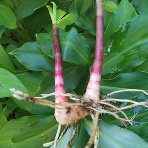 3 Chamaecostus Cuspidatus Rhizomes Fiery Costus Spiral Flag Ginger Traditional Herbal Plant