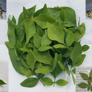 33 Bilva Patra LEAVES Aegle Marmelos Bael Bel Patra Bhagavan Shiva favorite Sacred Tree Om Parvati Shiva Namah AyurVeda Herb