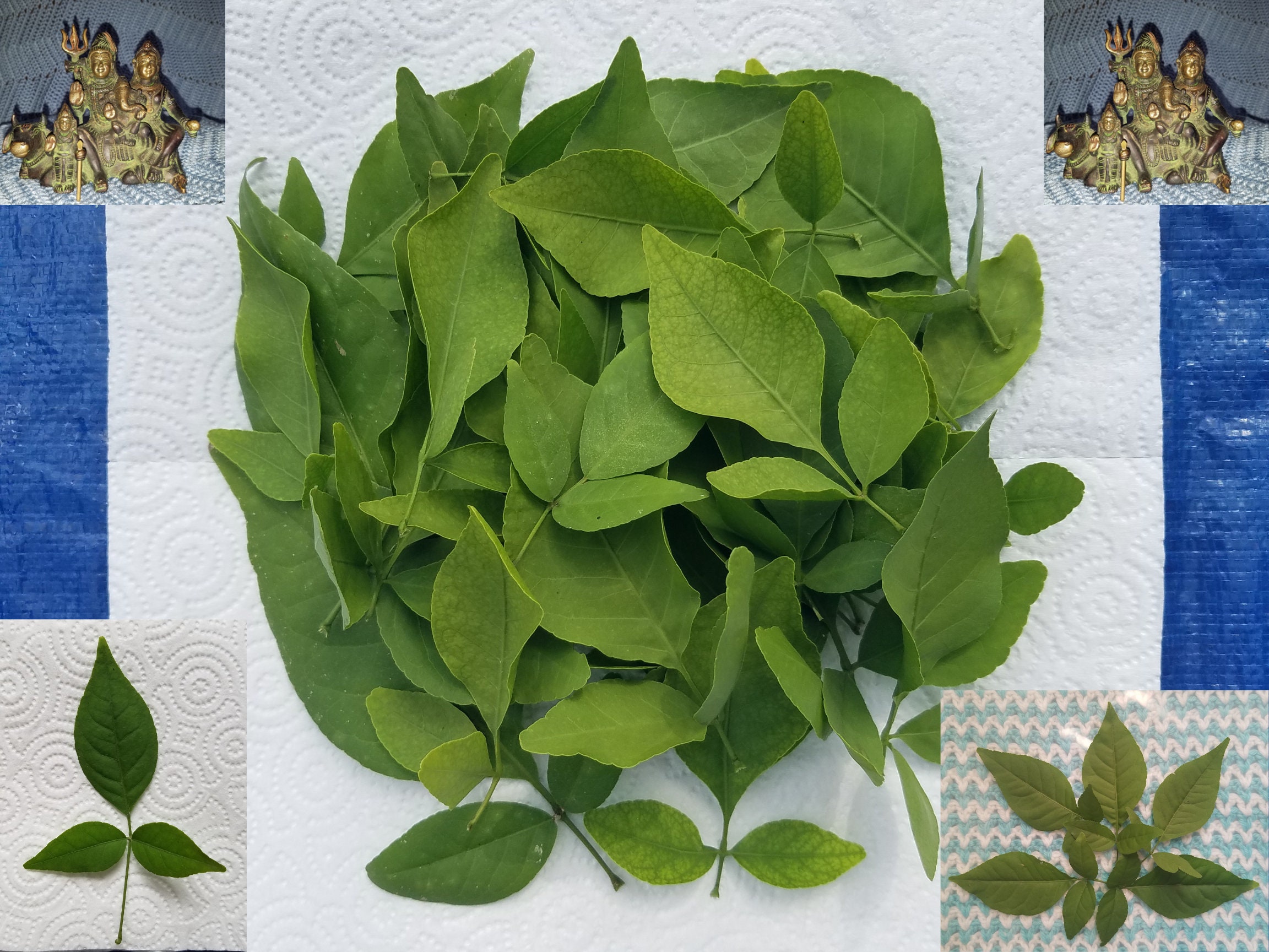 33 Bilva Patra LEAVES Aegle Marmelos Bael Bel Patra Bhagavan Shiva favorite Sacred Tree Om Parvati Shiva Namah AyurVeda Herb