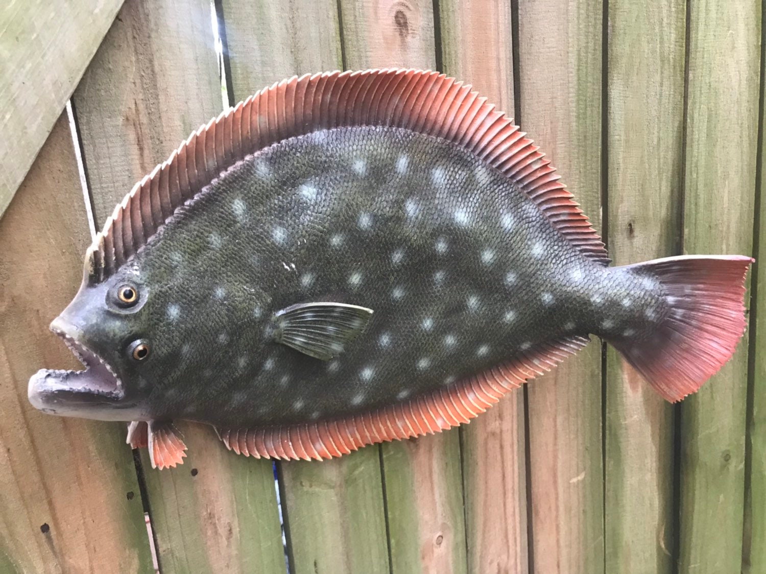 This is great looking Full body flounder fish mount Etsy