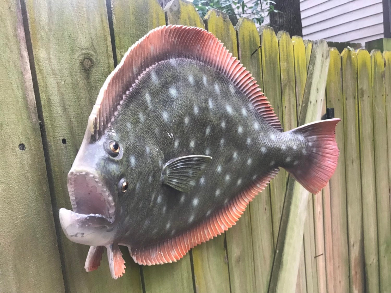 This is great looking Full body flounder fish mount Etsy
