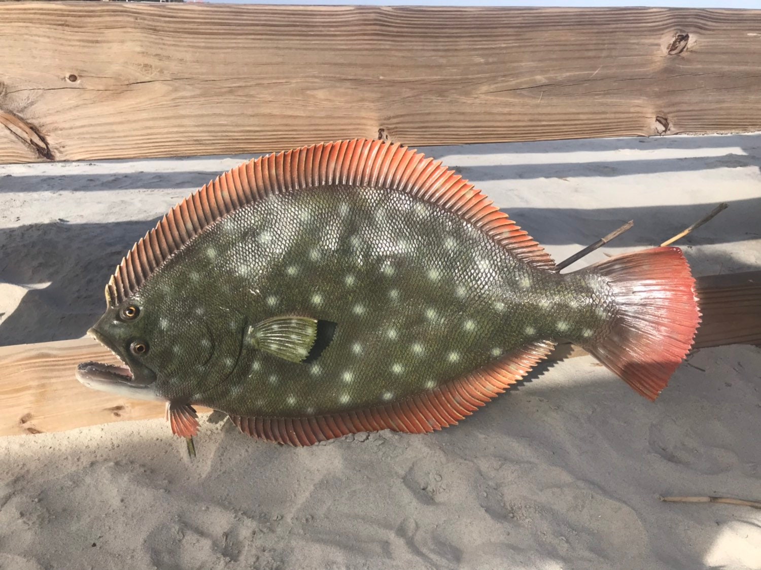 This is great looking Full body flounder fish mount Etsy