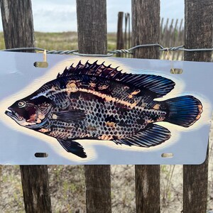 May include: A blue and black fish with a white background on a metal license plate. The fish is a type of bass with a spotted pattern.