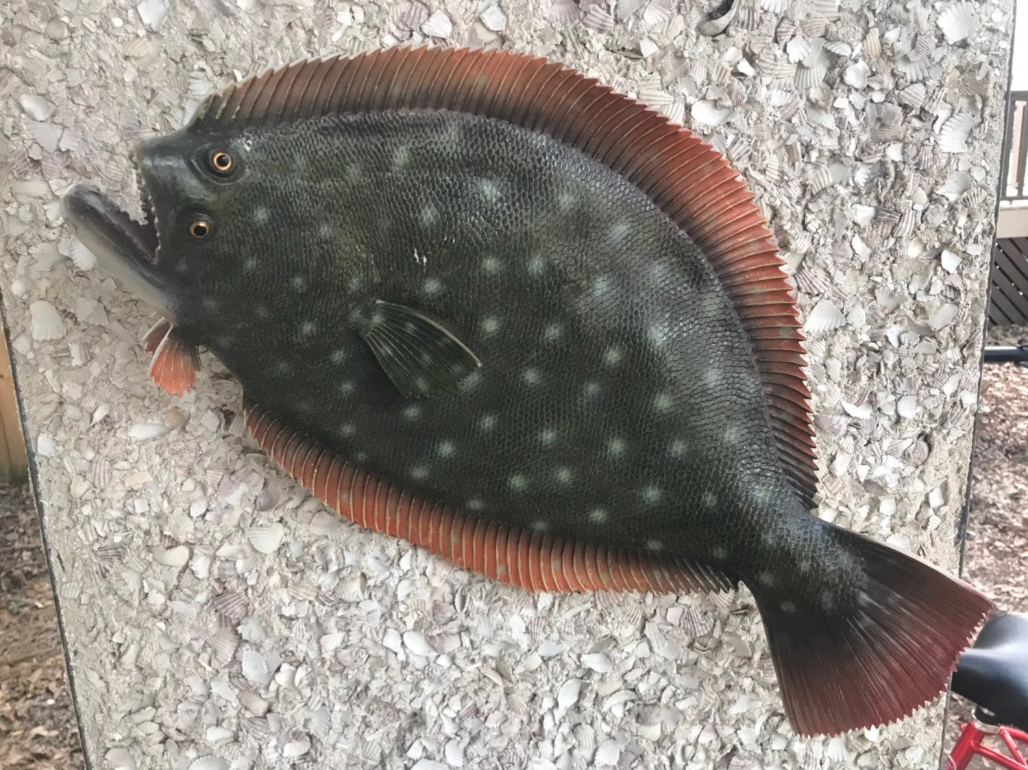 This is great looking Full body flounder fish mount Etsy
