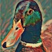 Fins Feathers and Fur LLC