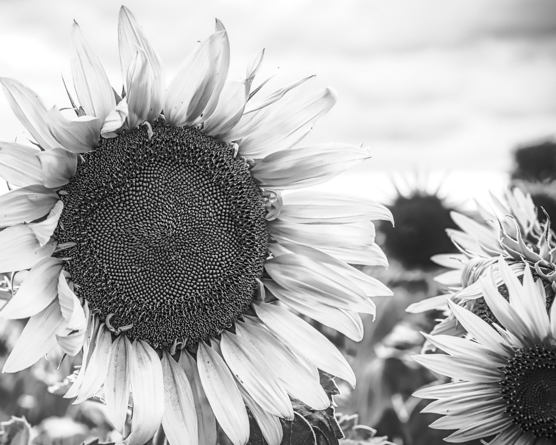 Black and White Sunflower Floral Print Rustic Farmhouse Wall Etsy
